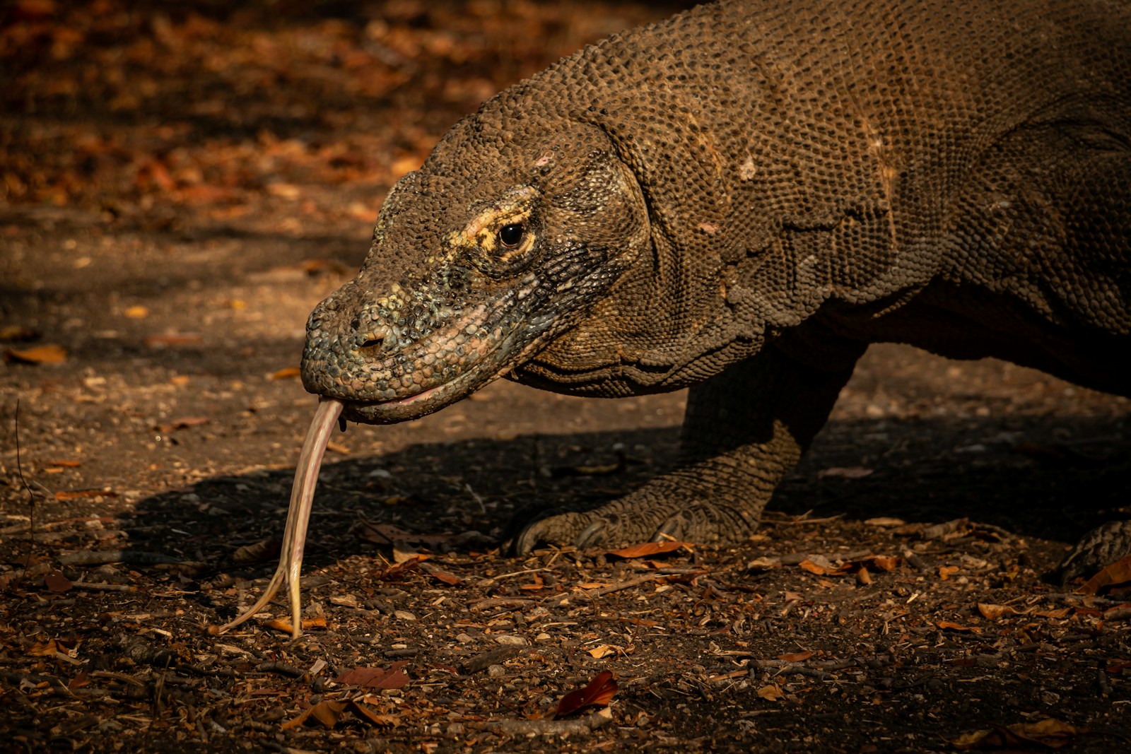 Komodo Dragon